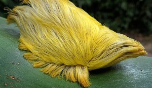 Donald Trump's Hair Found Wandering in the Amazonian Jungle